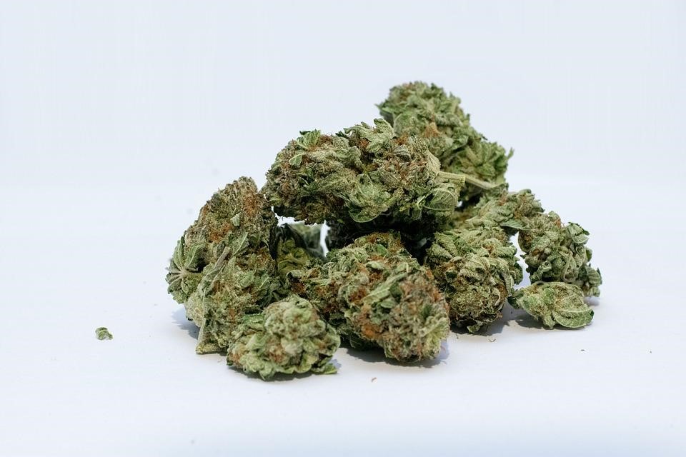 Marijuana, Cannabis, Weed, Bud, Green, Pot, Medical